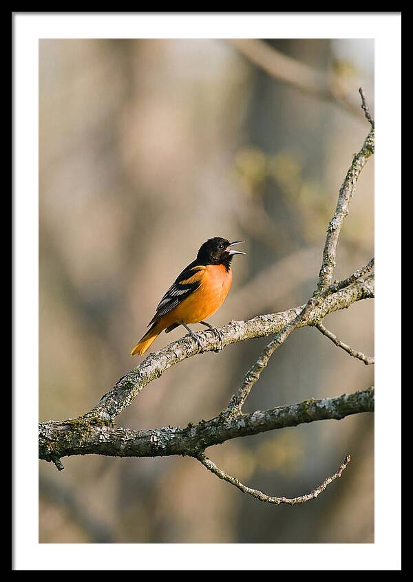 Oriole Singing From Branch