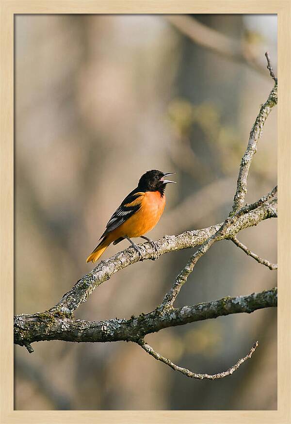 Oriole Singing From Branch