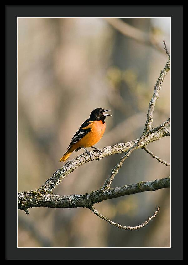 Oriole Singing From Branch