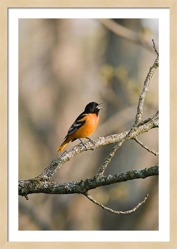 Oriole Singing From Branch