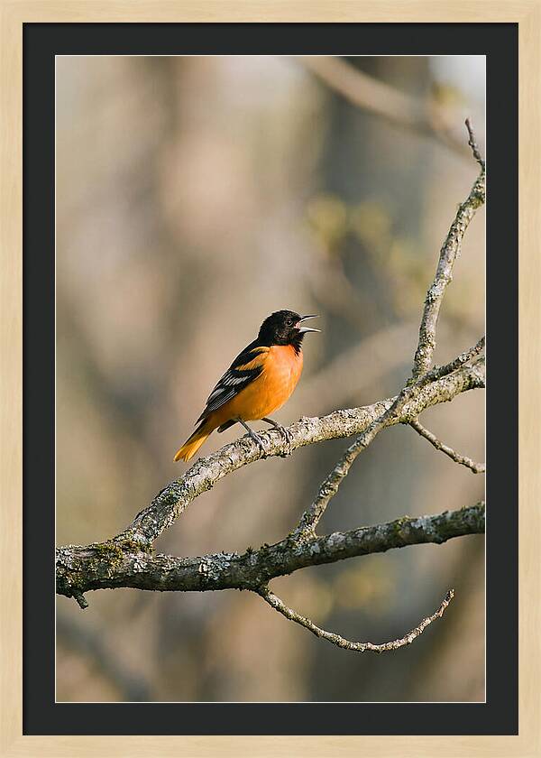 Oriole Singing From Branch