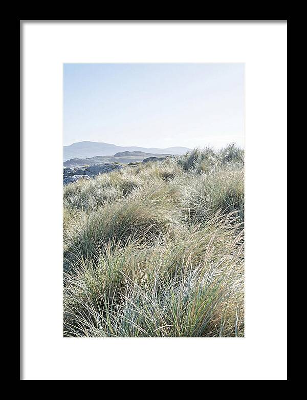 Ornamental Grasses In Motion