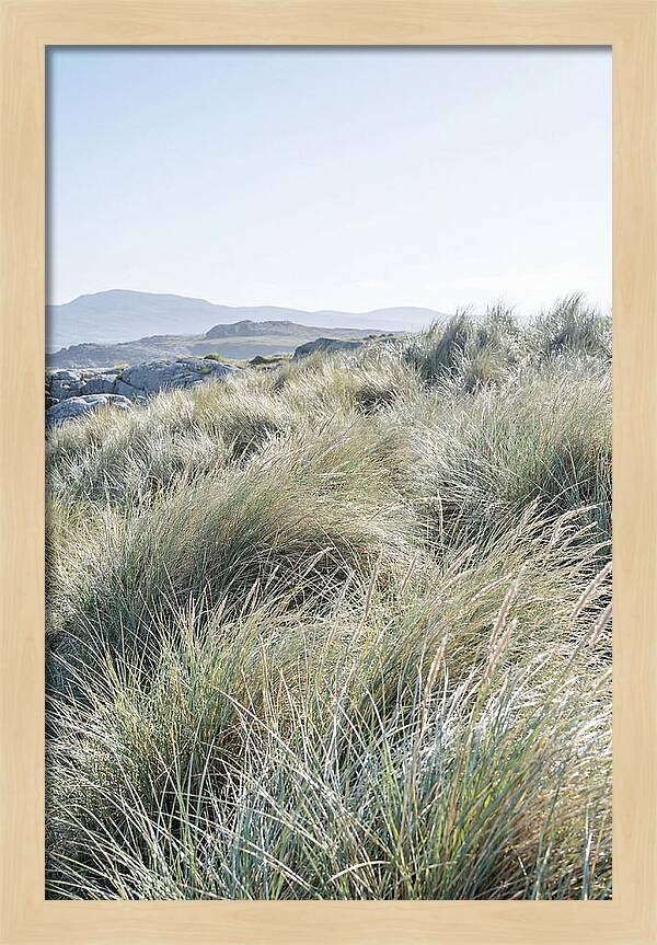 Ornamental Grasses In Motion