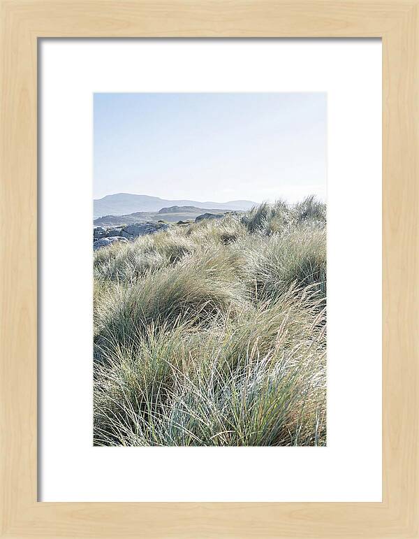 Ornamental Grasses In Motion