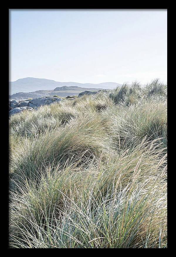 Ornamental Grasses In Motion