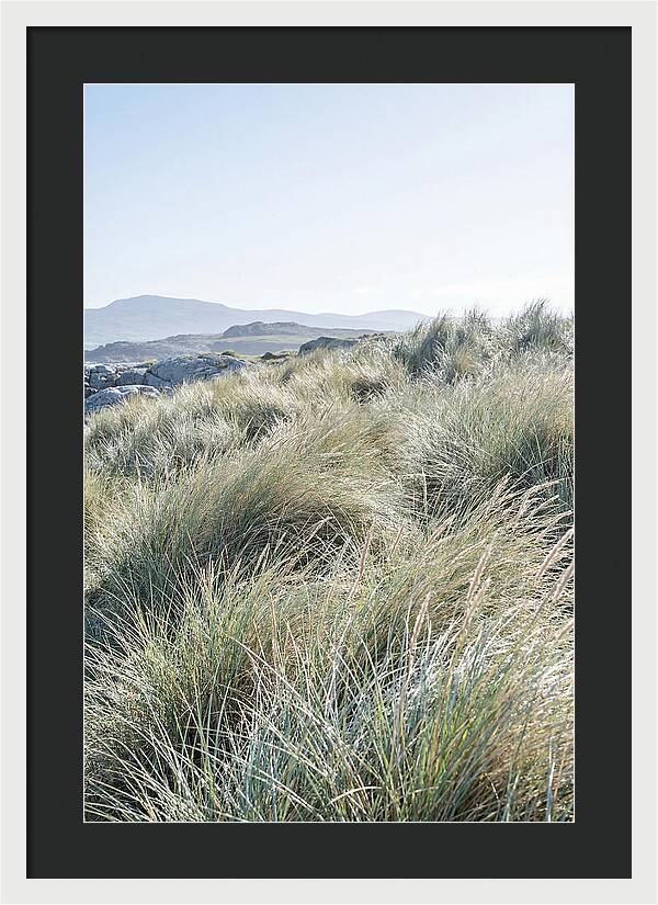 Ornamental Grasses In Motion