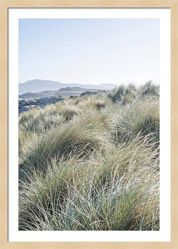 Ornamental Grasses In Motion