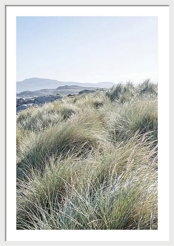 Ornamental Grasses In Motion