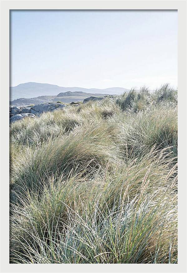 Ornamental Grasses In Motion