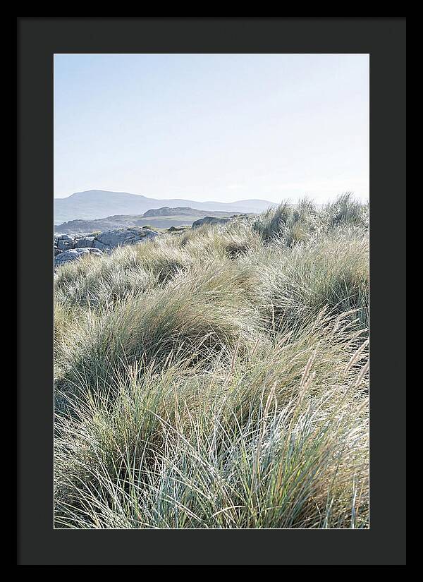Ornamental Grasses In Motion