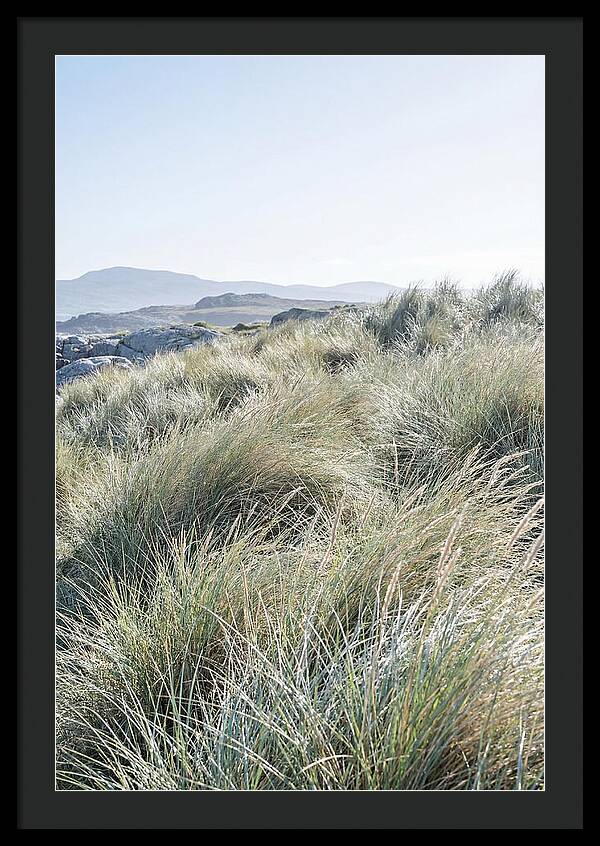 Ornamental Grasses In Motion