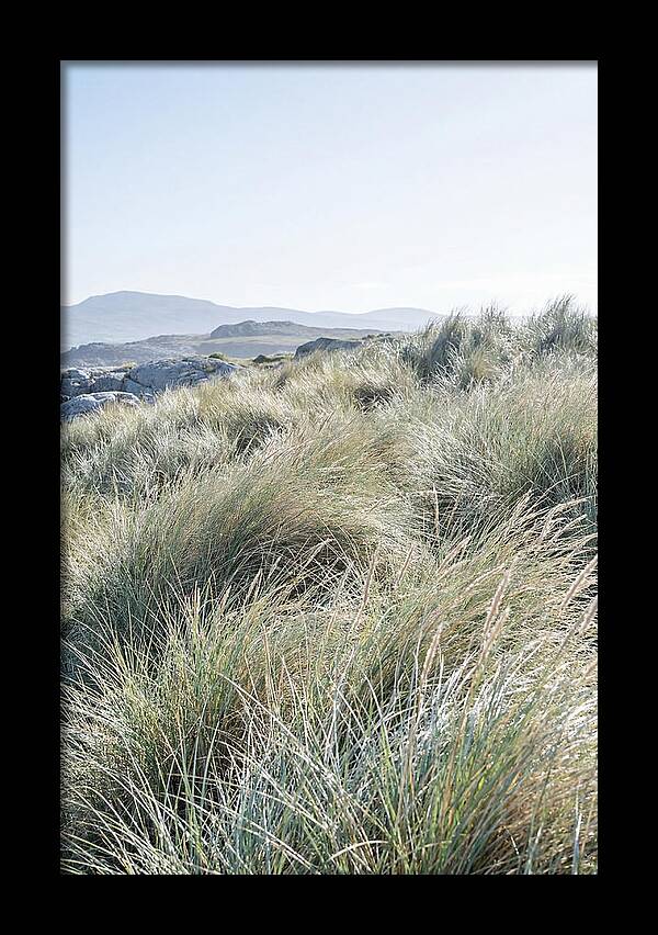 Ornamental Grasses In Motion