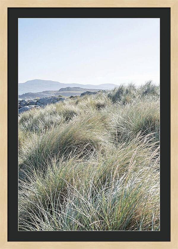 Ornamental Grasses In Motion