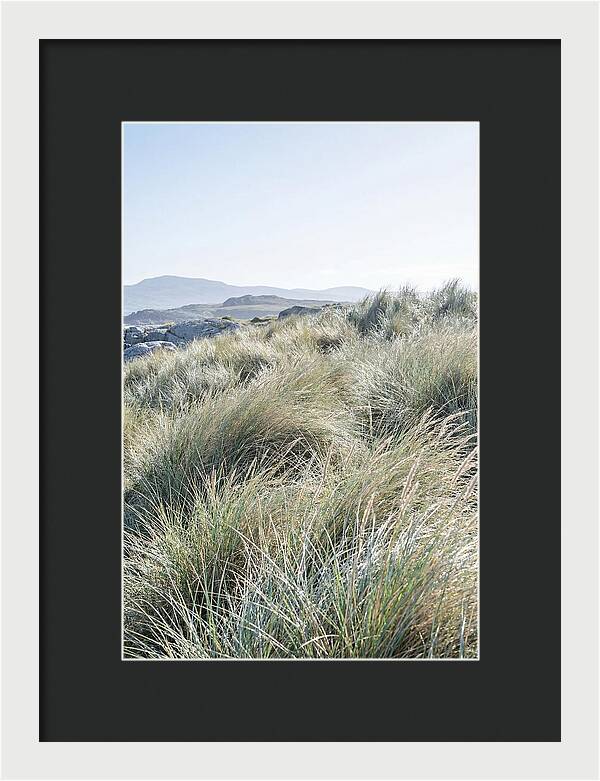 Ornamental Grasses In Motion