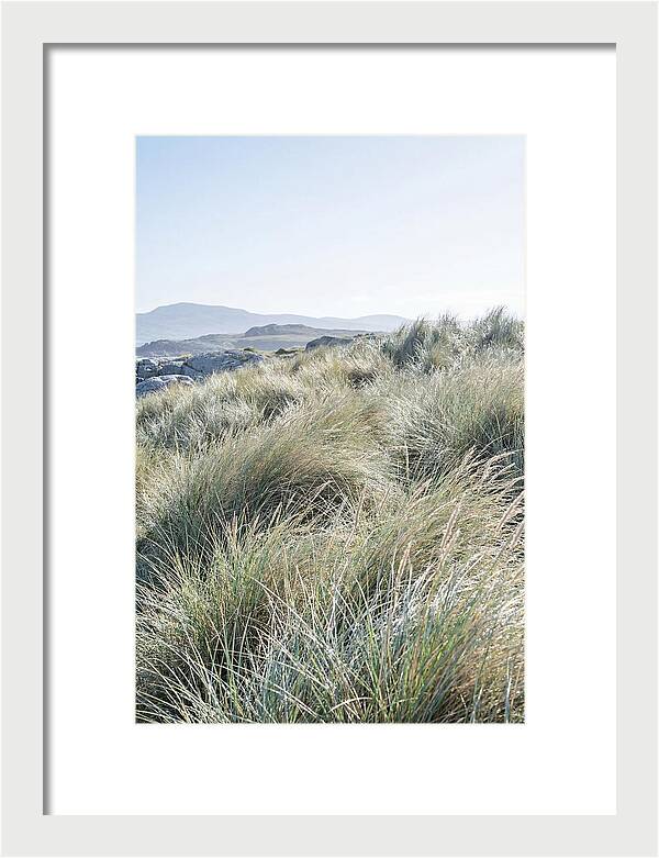 Ornamental Grasses In Motion