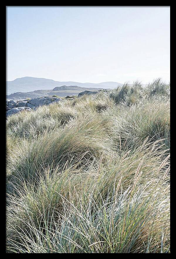 Ornamental Grasses In Motion