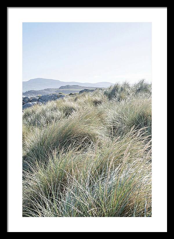 Ornamental Grasses In Motion