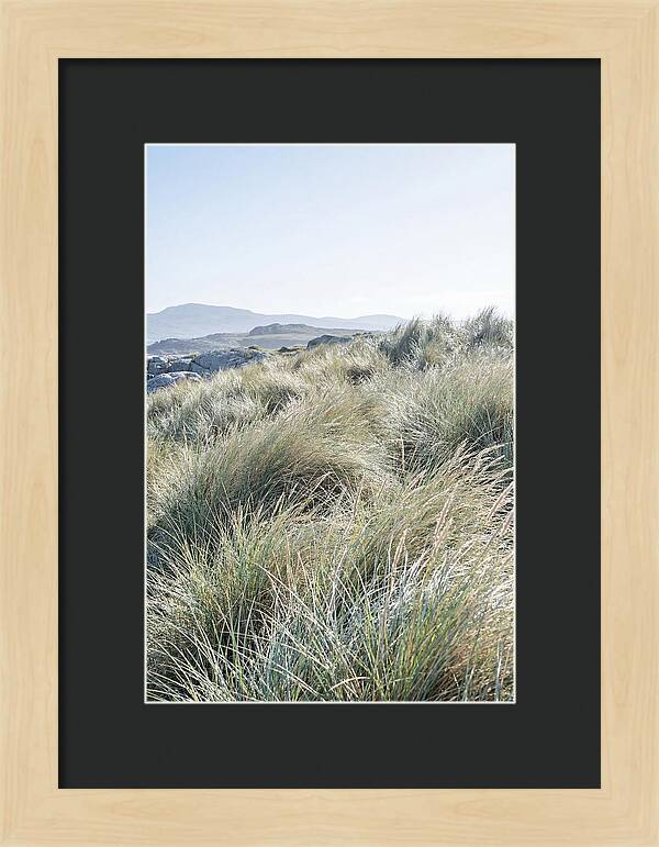 Ornamental Grasses In Motion