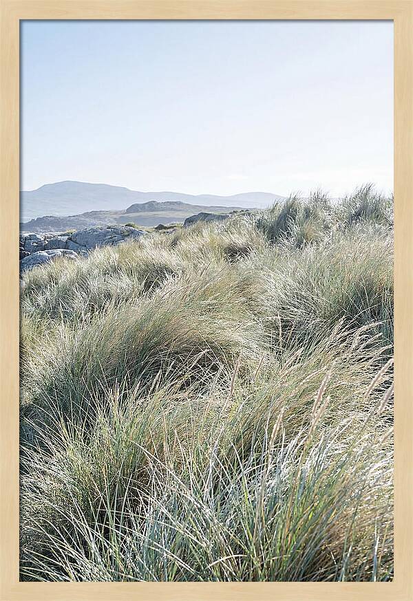 Ornamental Grasses In Motion