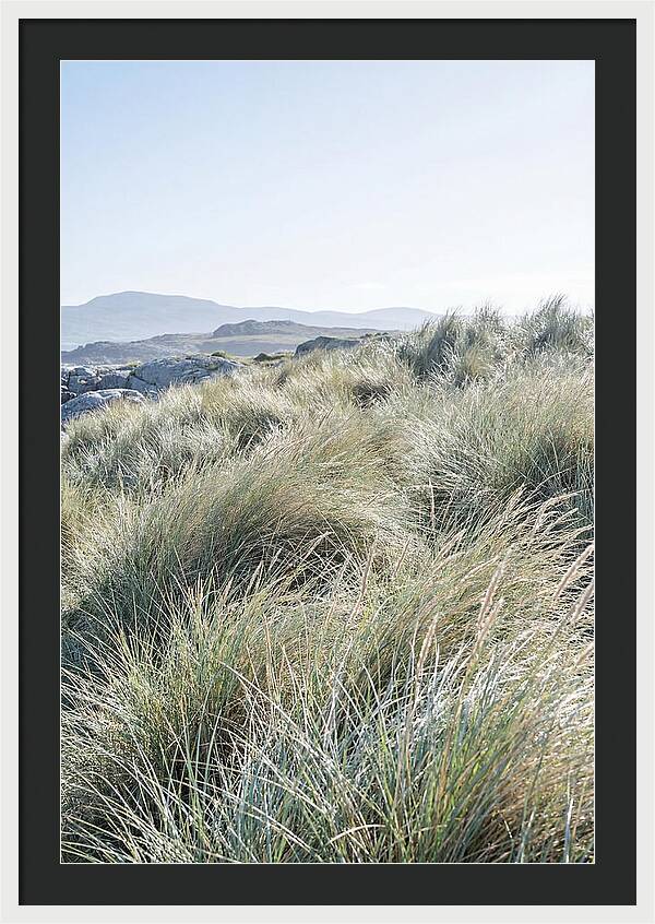 Ornamental Grasses In Motion