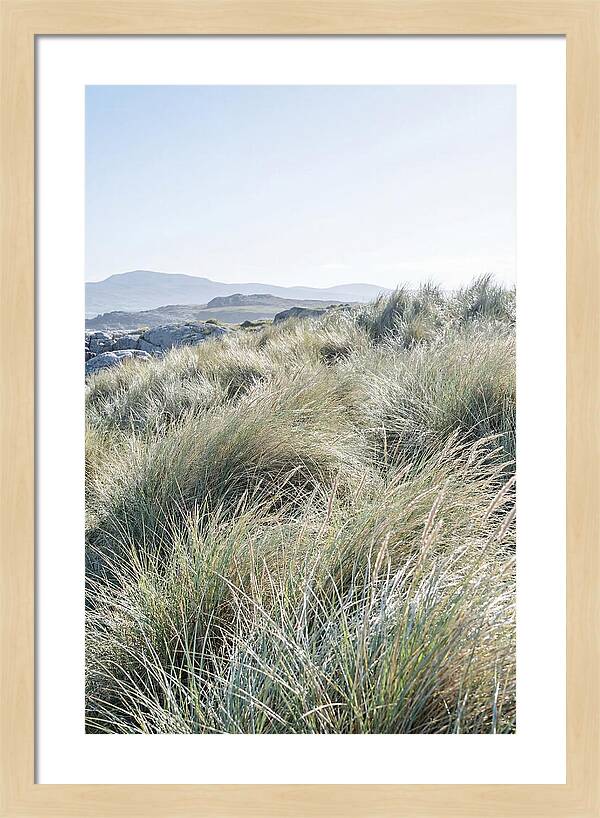 Ornamental Grasses In Motion