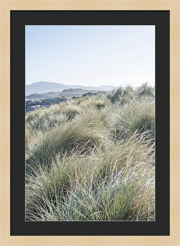 Ornamental Grasses In Motion