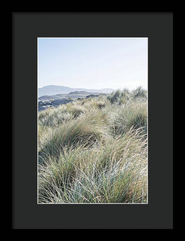 Ornamental Grasses In Motion
