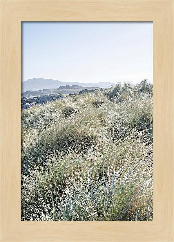 Ornamental Grasses In Motion