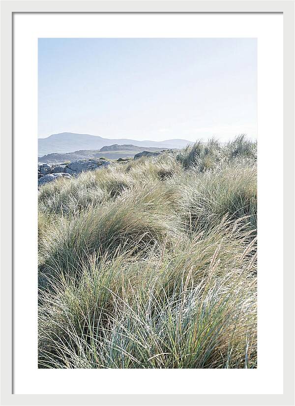 Ornamental Grasses In Motion