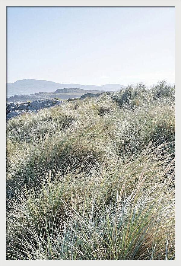 Ornamental Grasses In Motion