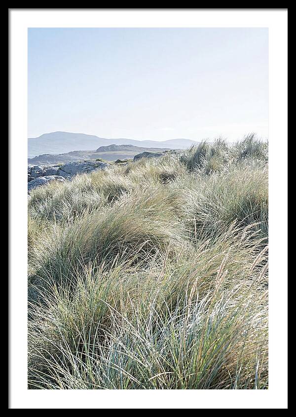 Ornamental Grasses In Motion