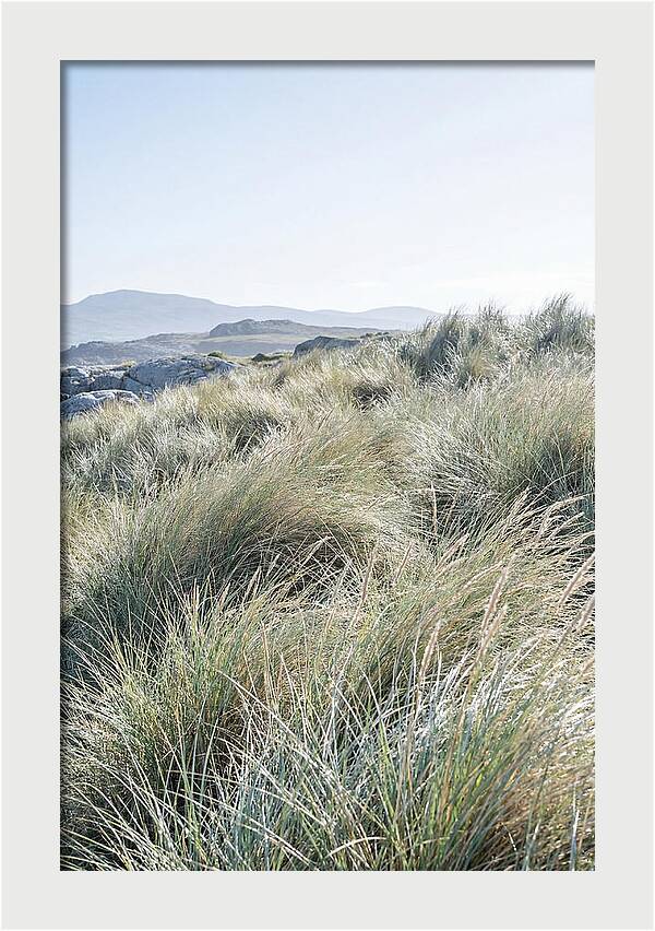 Ornamental Grasses In Motion