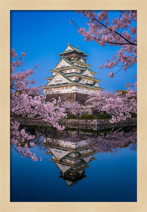 Osaka Castle Under Cherry Blossoms