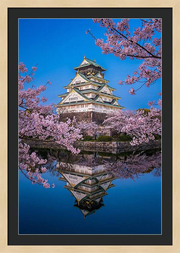 Osaka Castle Under Cherry Blossoms