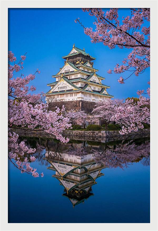 Osaka Castle Under Cherry Blossoms