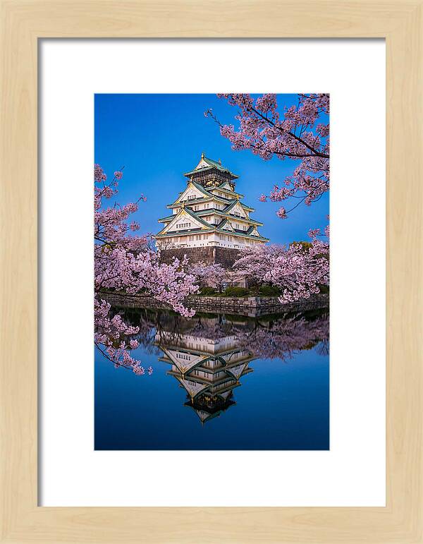 Osaka Castle Under Cherry Blossoms