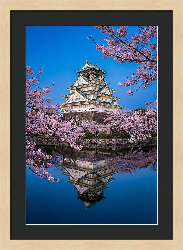 Osaka Castle Under Cherry Blossoms