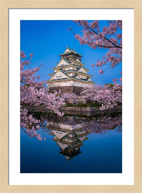Osaka Castle Under Cherry Blossoms
