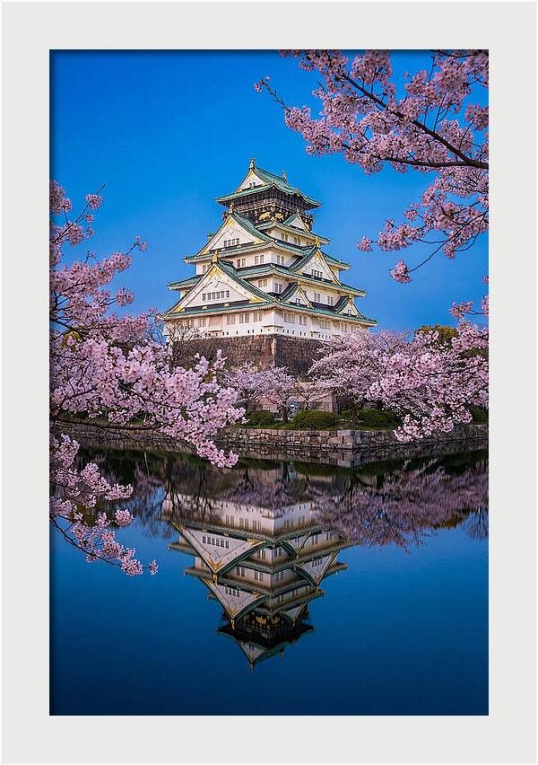 Osaka Castle Under Cherry Blossoms