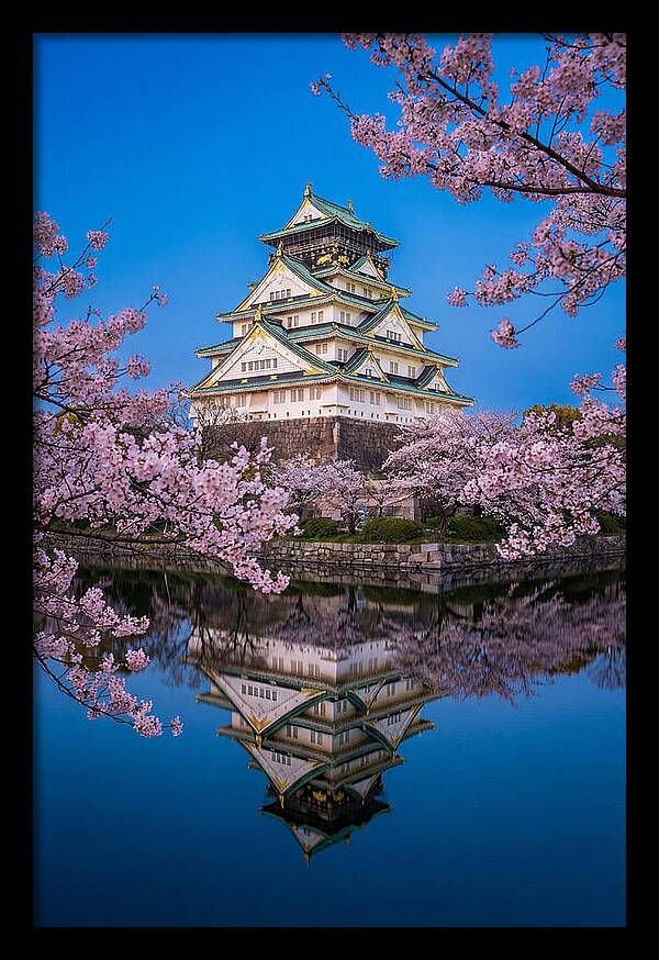 Osaka Castle Under Cherry Blossoms