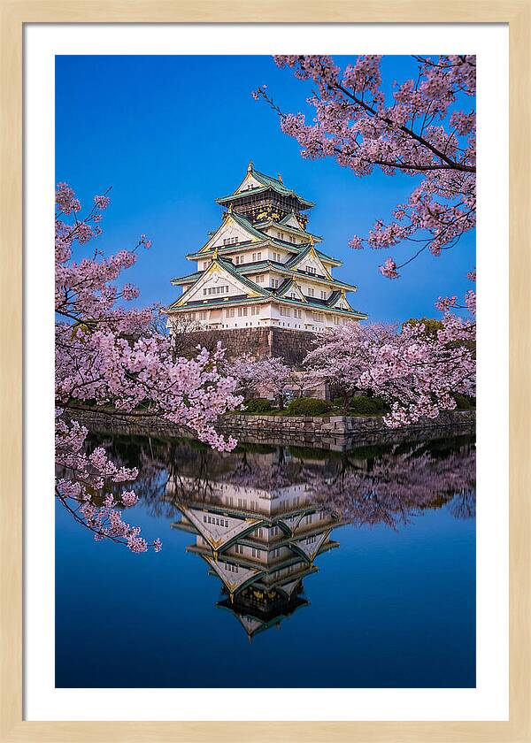 Osaka Castle Under Cherry Blossoms
