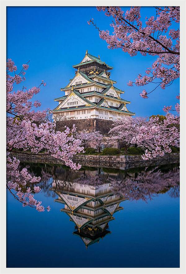 Osaka Castle Under Cherry Blossoms