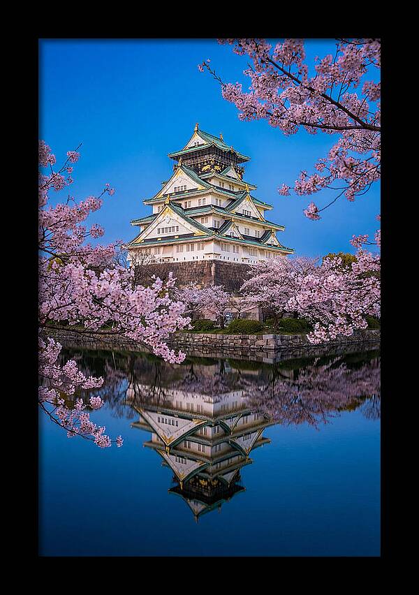 Osaka Castle Under Cherry Blossoms