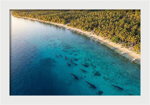 Oslob Whale Sharks In Tranquil Waters