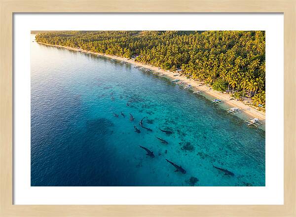 Oslob Whale Sharks In Tranquil Waters