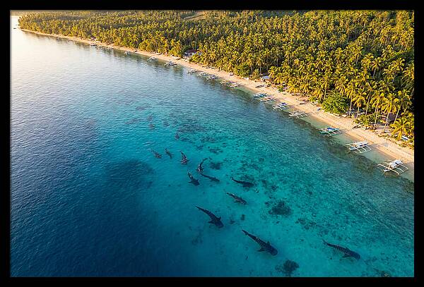 Oslob Whale Sharks In Tranquil Waters