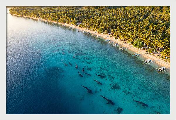 Oslob Whale Sharks In Tranquil Waters