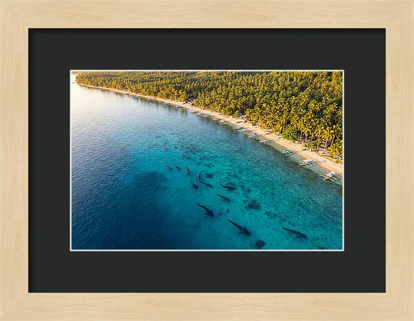 Oslob Whale Sharks In Tranquil Waters