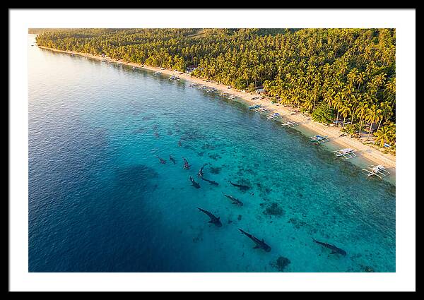 Oslob Whale Sharks In Tranquil Waters