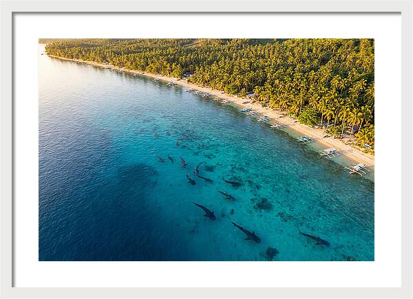 Oslob Whale Sharks In Tranquil Waters